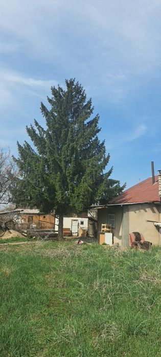 Срочно продам елку