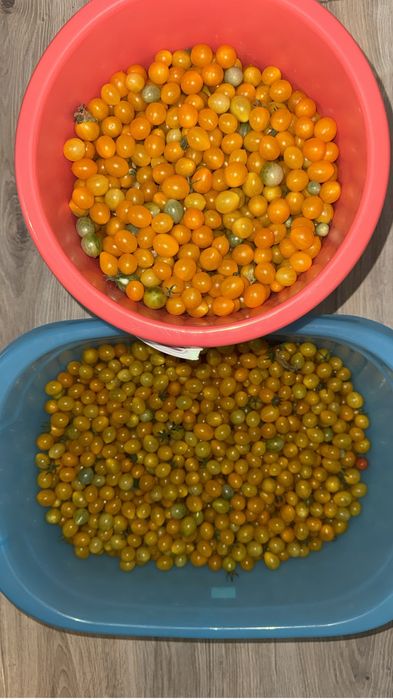 Продам черри желтые сладкие