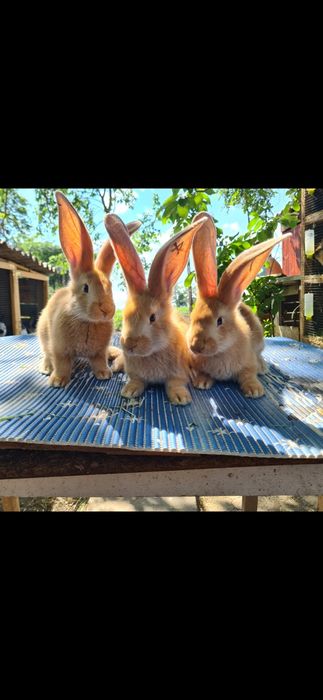 Urias german galben tineret