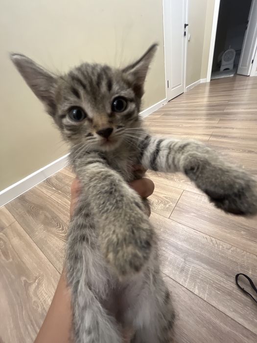 Котята разные цвета