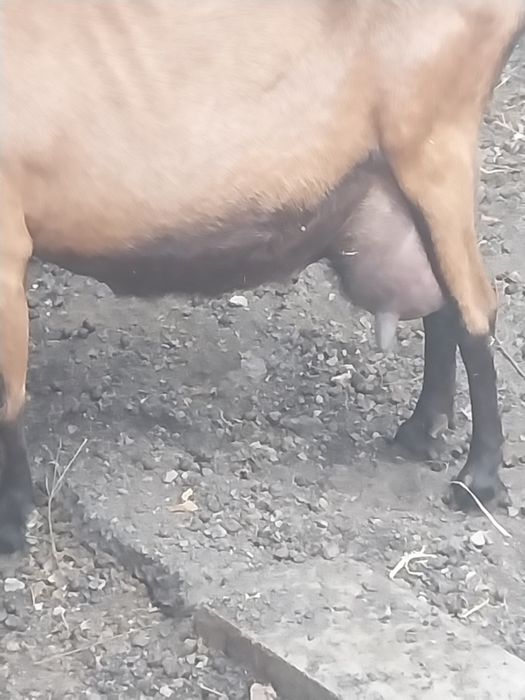 Vând capra alpina franceză