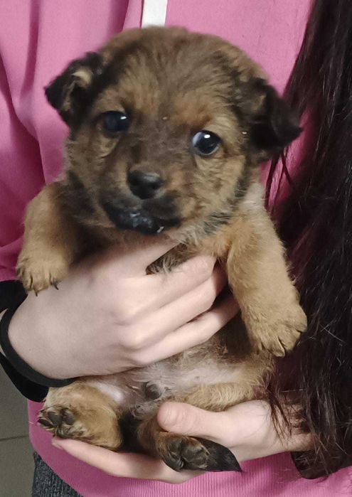 Cățeluși spre adopție