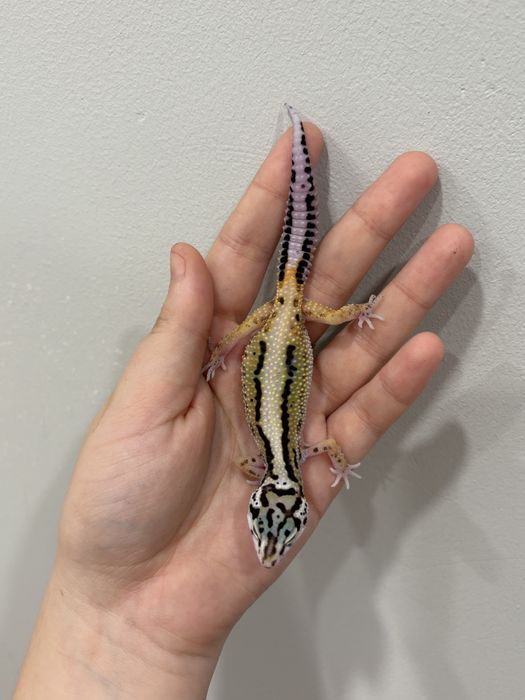 эублефары разных морф