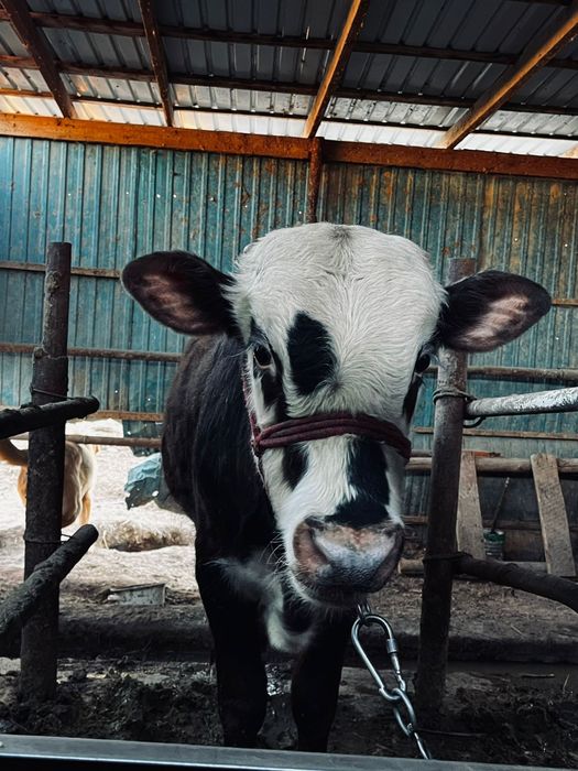 Тез арада бұқалар сатылады