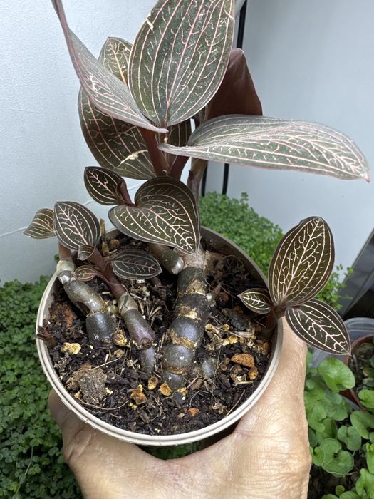 Продам лудизию дисколор!!