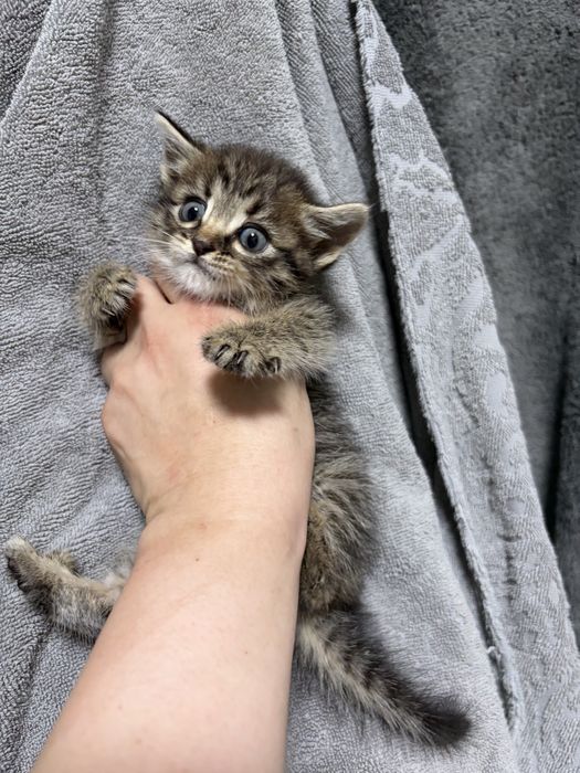 Котенок девочка срочно ищет дом!