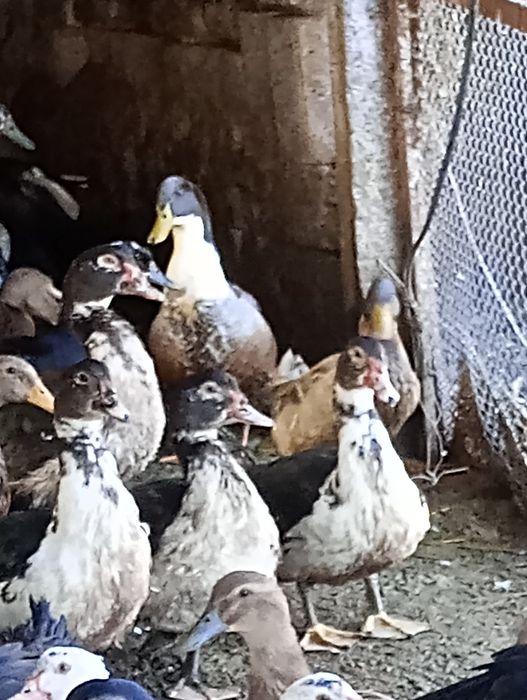 Неми патици,мускусни-бартер.