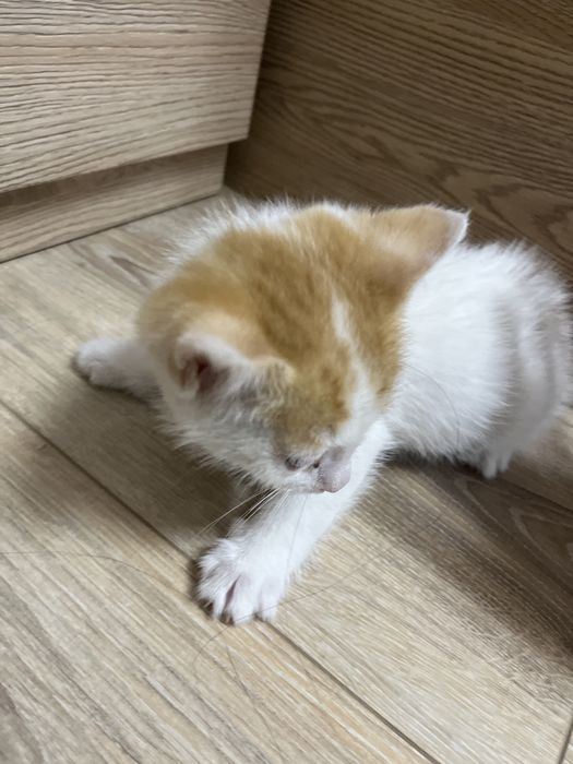 Отдам котенка в хорошие руки