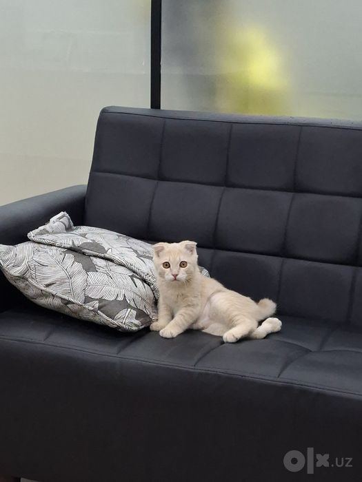 Котенок мальчик. Прочтите полностью