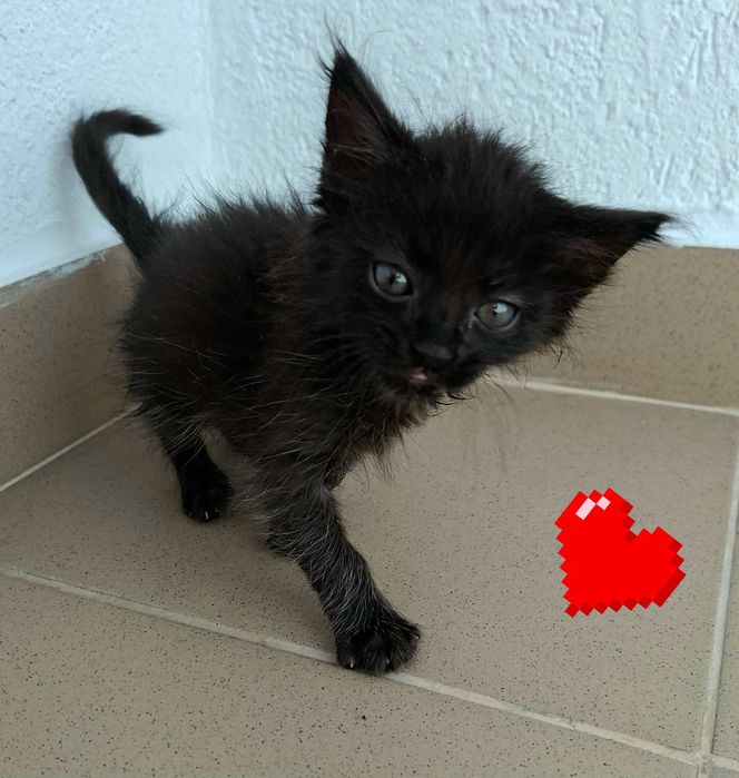 Adoptie pisica pui de pisica negru Pami