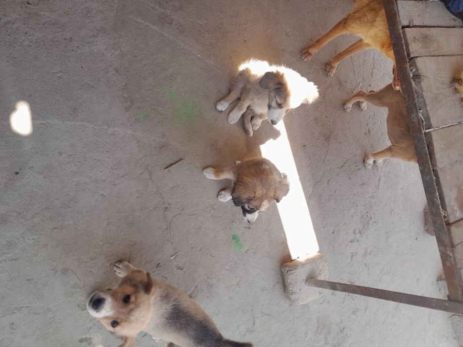 Красивые кутята , очень симпатичные