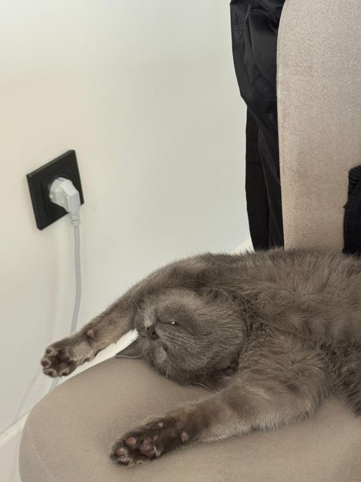 Котик в добрые руки!