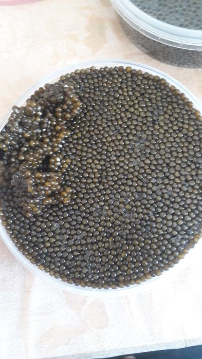 Креветки,рыба,раки,икра