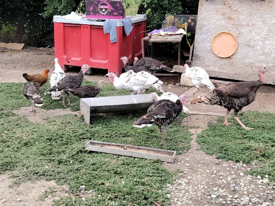 Vând pui de curcă românești de casă