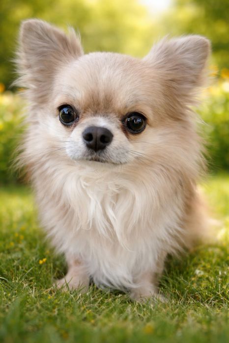 Щеночек чихуахуа