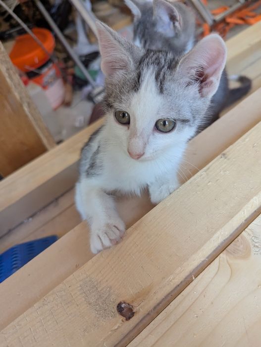 Donatii pisica cu doi pisoi
