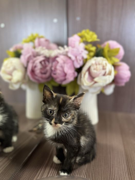 Отдам маленьких котят