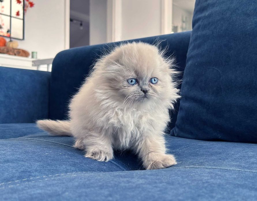 Pisicuță Scottish Fold Loghair, Blue-point de cea mai înaltă calitate. Pedigree. 2 luni