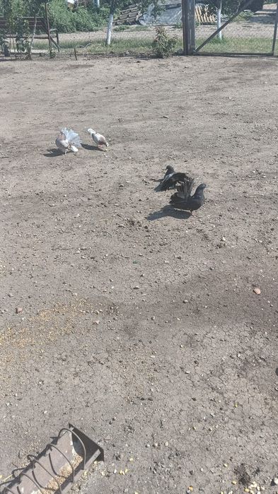 De vânzare șapte perechi de voltați