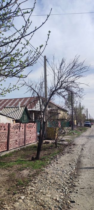 Отын, агаша. Дерево