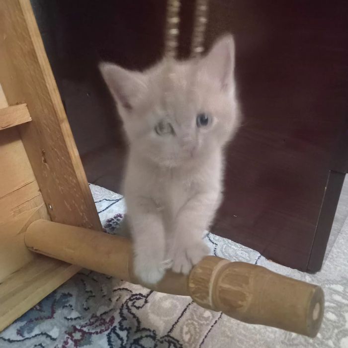 Mushukchalar sotiladi