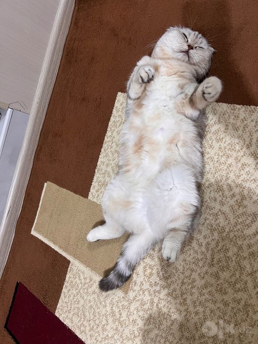 Кошка скоттиш фолд