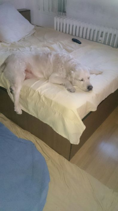 Pet sitter, cazare catei, pisici