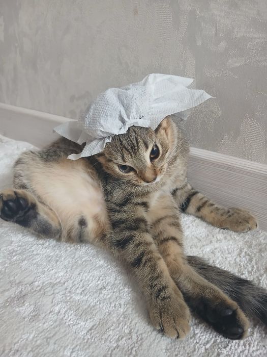 Отдам котенка бесплатно