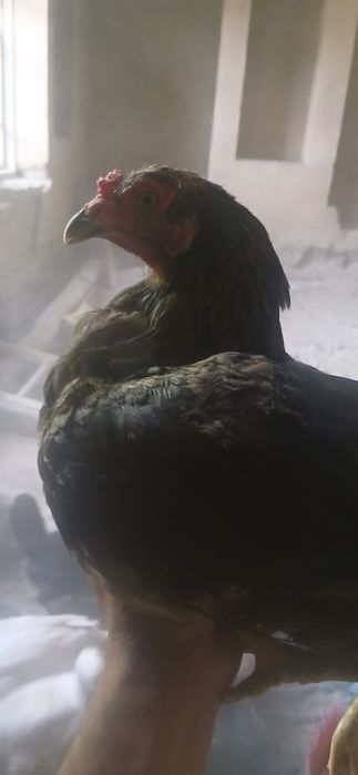 Tovuqlar sotiladi