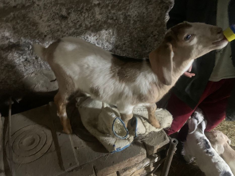 козлята молочные породы