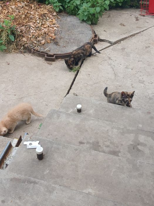 Котята дворянской породы