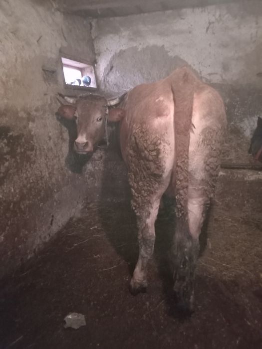 Vand vaci si o junca