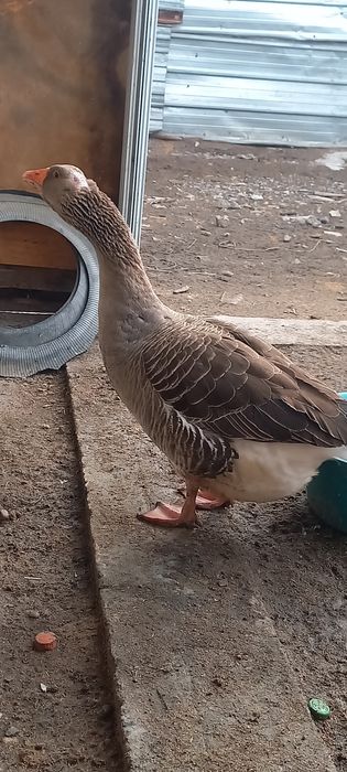 Продам инкубационное яйцо курей и гусиное яйцо линда и крупная серая