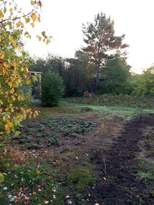 Продам дачу сад здоровье