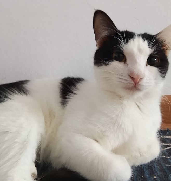 Мысықтар сатылады.