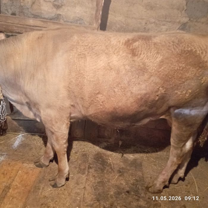 Продам быка живьем