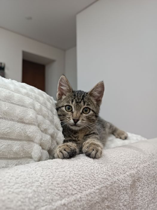 Отдам котенка в добрые руки!