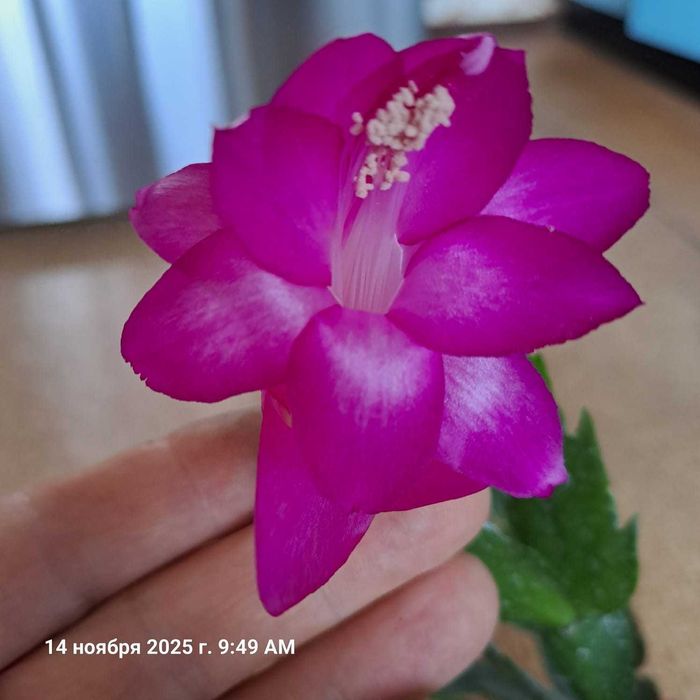 Декабрист сорта* Dark Eva*