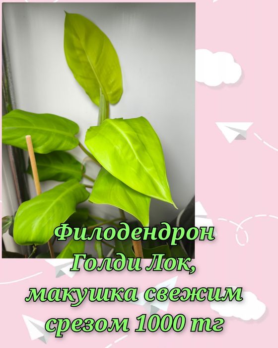 Филодендроны и другие
