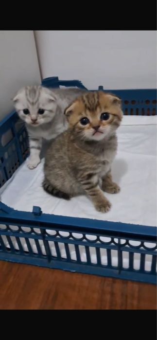 Шотландские кошки