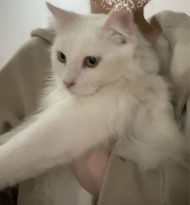 отдам кота в добрые руки