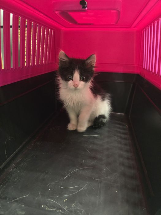 Подарявам КОТЕ !!!