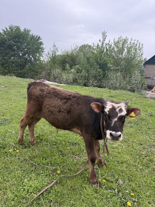 Продам 2 бычка две телки