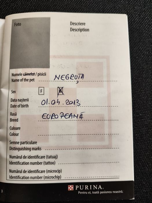 Donez pisică sterilizată