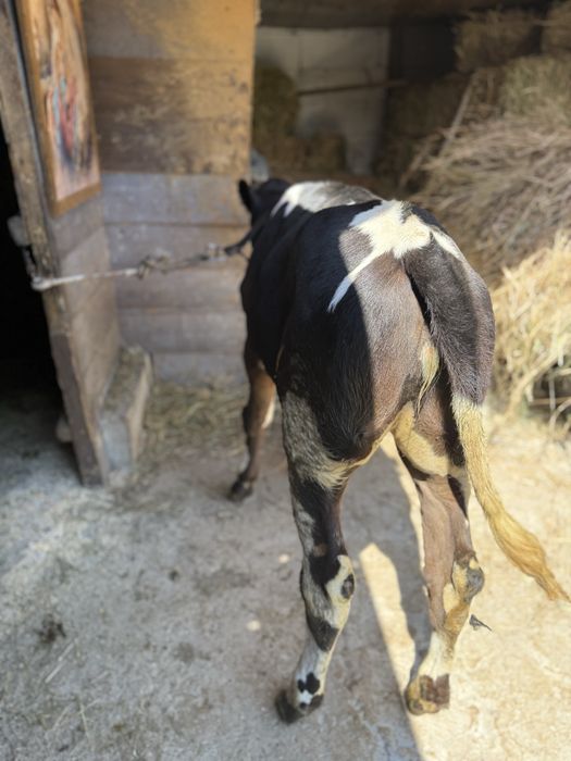 Vand vaca cu vitel