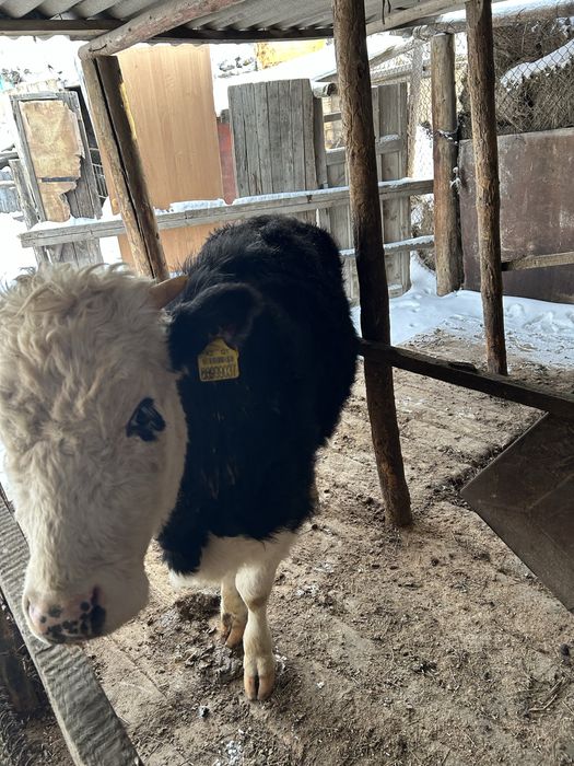 Торпак  Сатылады