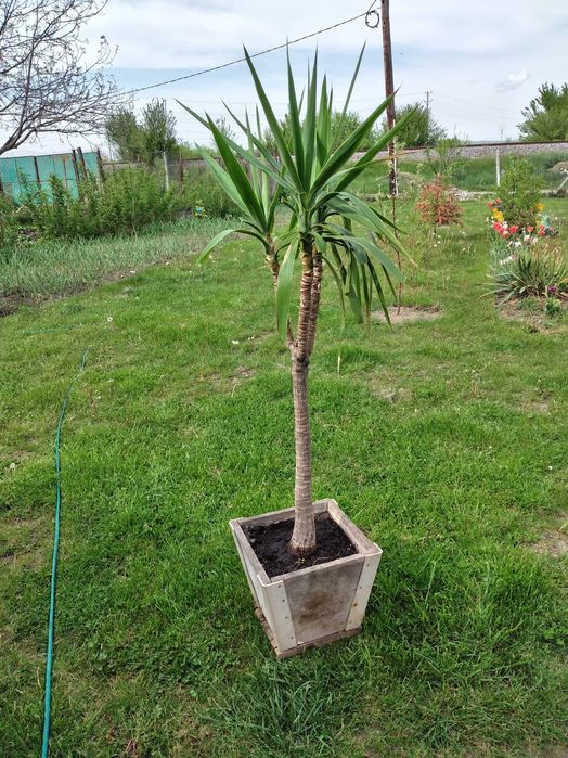 vand planta Yucca