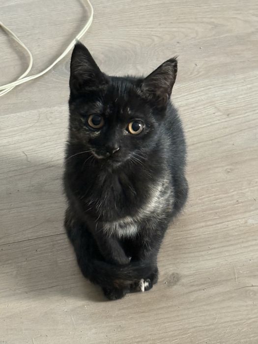 Котята ищут  дом