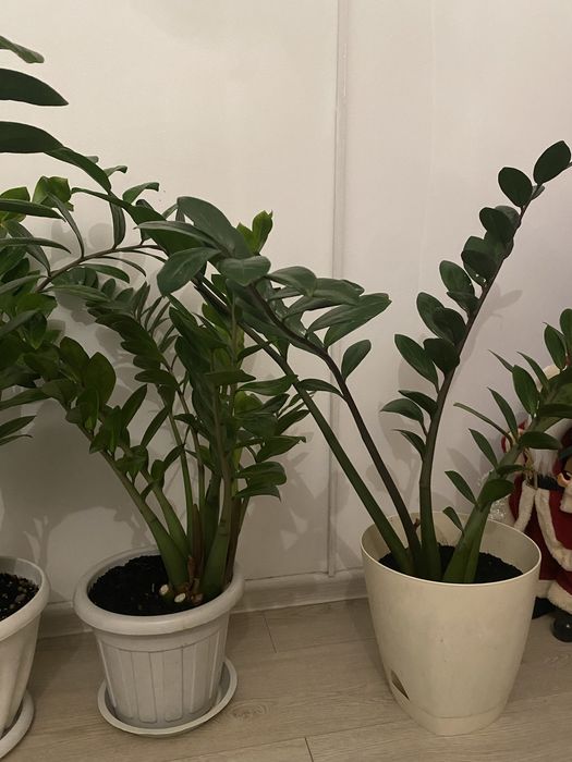 Замиокулькас долларовое дерево