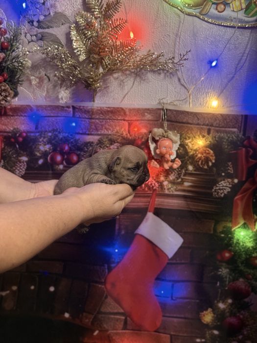 Шикарные девочки французкого бульдого